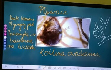 Spotkanie grupy z owadożernymi wodnymi roślinami.