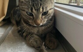 Nagrodzone i wyr&oacute;żnione zdjecia, fot. A. Walkowska (3)